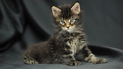 kitten wallpapers kittens achtergronden desktop donker jonge katjes een gestreept