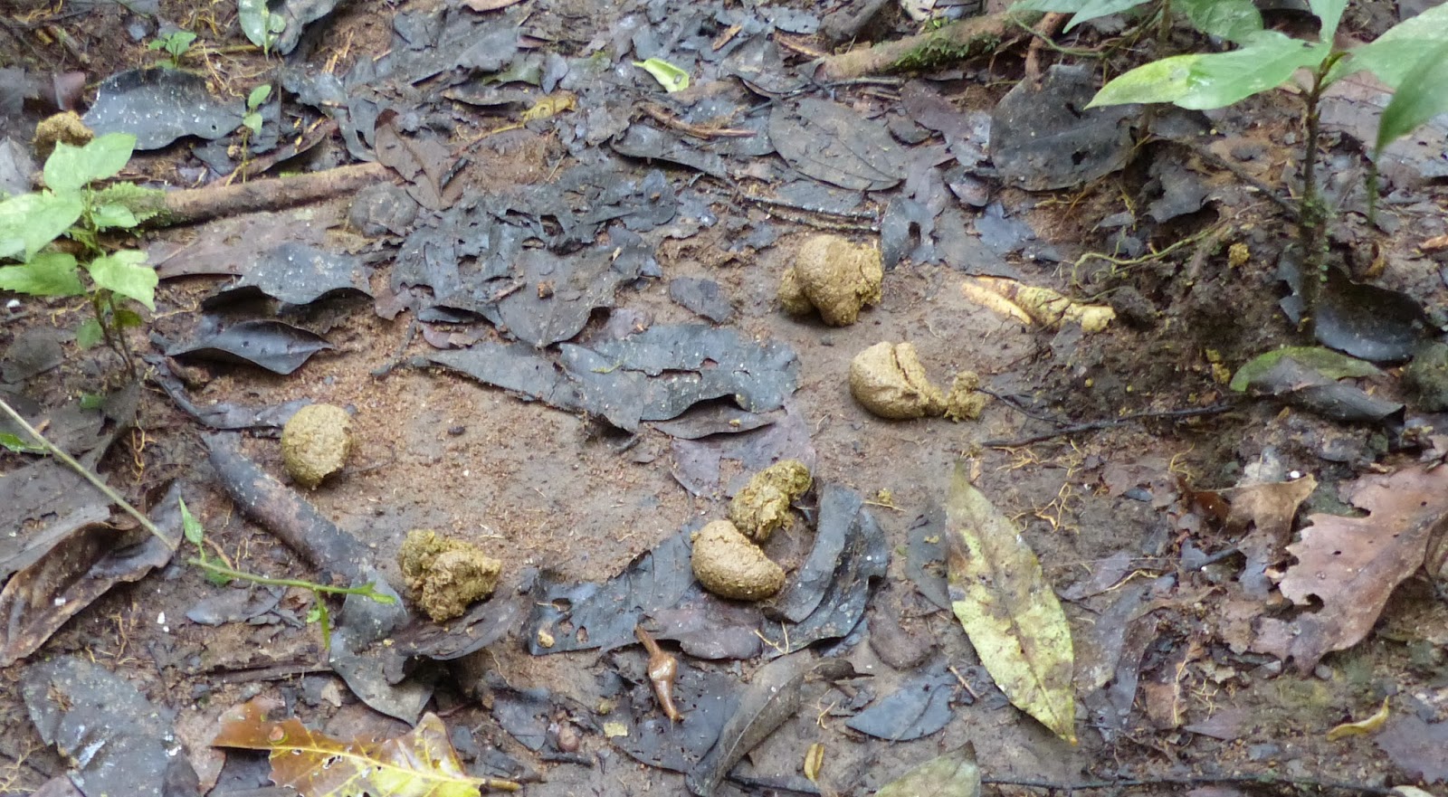 ORDINARY LIFE Chasing Chimps in Uganda