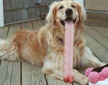 Iams So Good Dog Food Recall Iams So Good Dog Food Recall