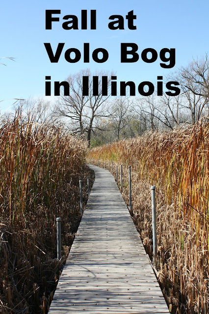 Fall visit to Volo Bog in Illinois.