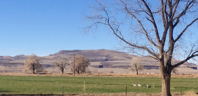 Agricultural landscape just outside of the NMSU Los Lunas Agricultural Science Center in February, 2017