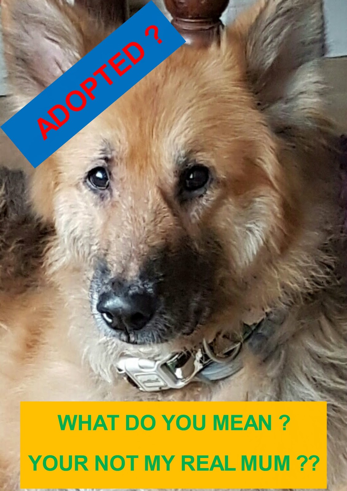 A DAY IN THE LIFE OF RESCUE DOG " DAVE " DAY 2 IN THE LIFE OF A RESCUE DOG