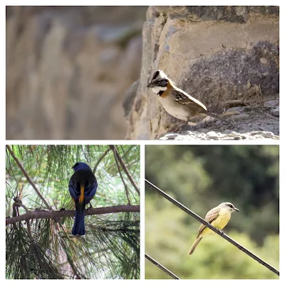 The birds of Ollantaytambo Peru