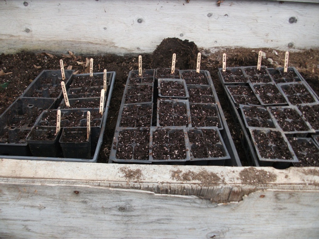 Cold Hands Warm Earth Seedlings First Timer