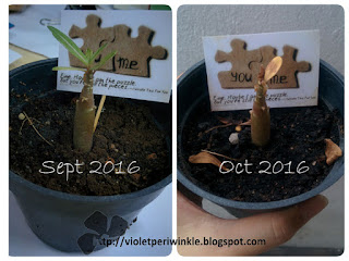desert rose plant