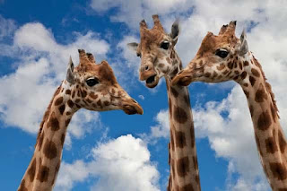 giraffes having a discussion