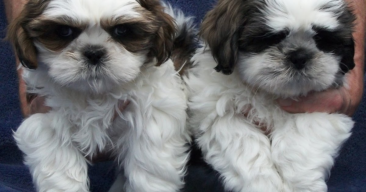 B & C Kennels Shih Tzus and Shih Poos and Shihtese