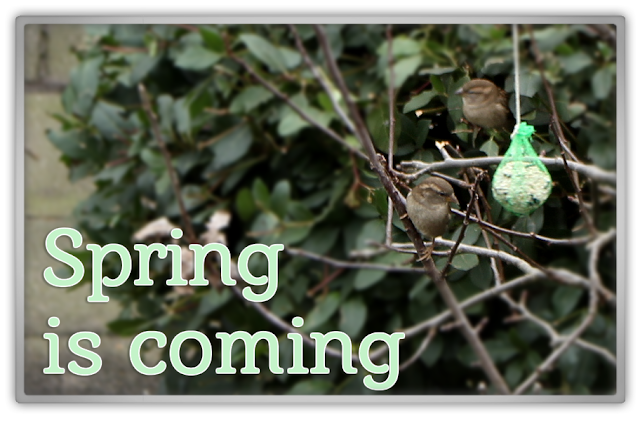 Spring is coming sparrow sparrows story personal update daily life feeling good blog k beauty blogger korean 뷰티 Spring is coming sparrow sparrows story personal update daily life feeling good blog k beauty blogger korean 뷰티