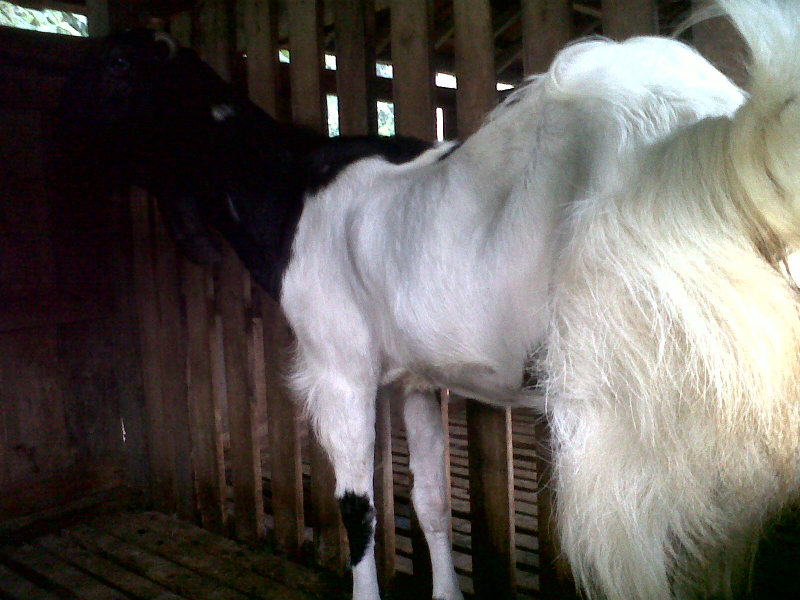 Kambing Etawa Kaligesing: June 2013