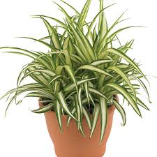 Pollution Control with Spider Plant