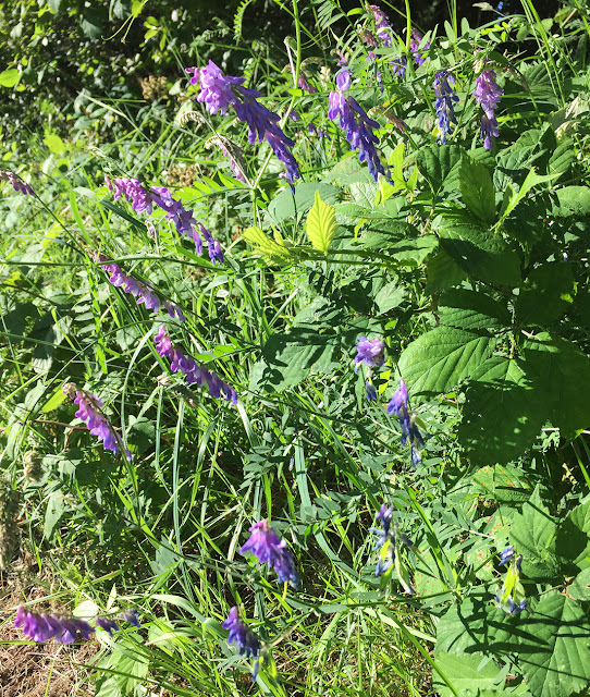 Tufted Vetch, Vicia cracca. Luxford Lane, Crowborough, 7 July 2017. Tufted Vetch, Vicia cracca. Luxford Lane, Crowborough, 7 July 2017.
