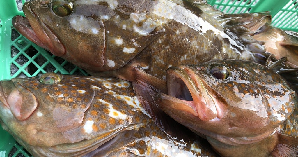鮨と魚料理の保広ブログ 瀬戸内の夏はアコウで行こウ