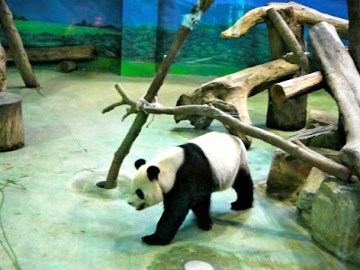 Yuan Yuan Taiwan Panda 