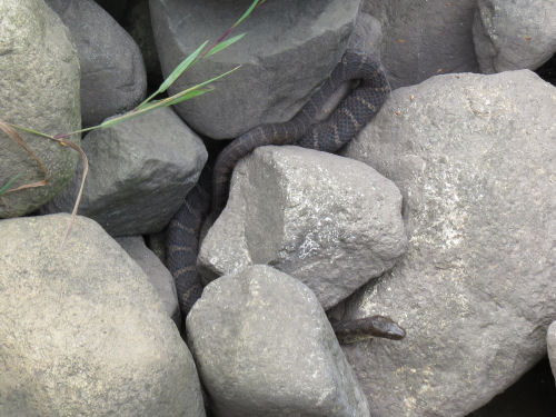 northern water snake