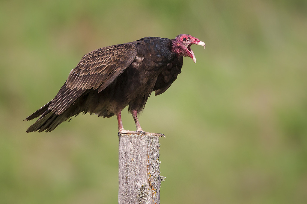 Birding Newfoundland with Dave Brown What Raptors Really Sound Like!