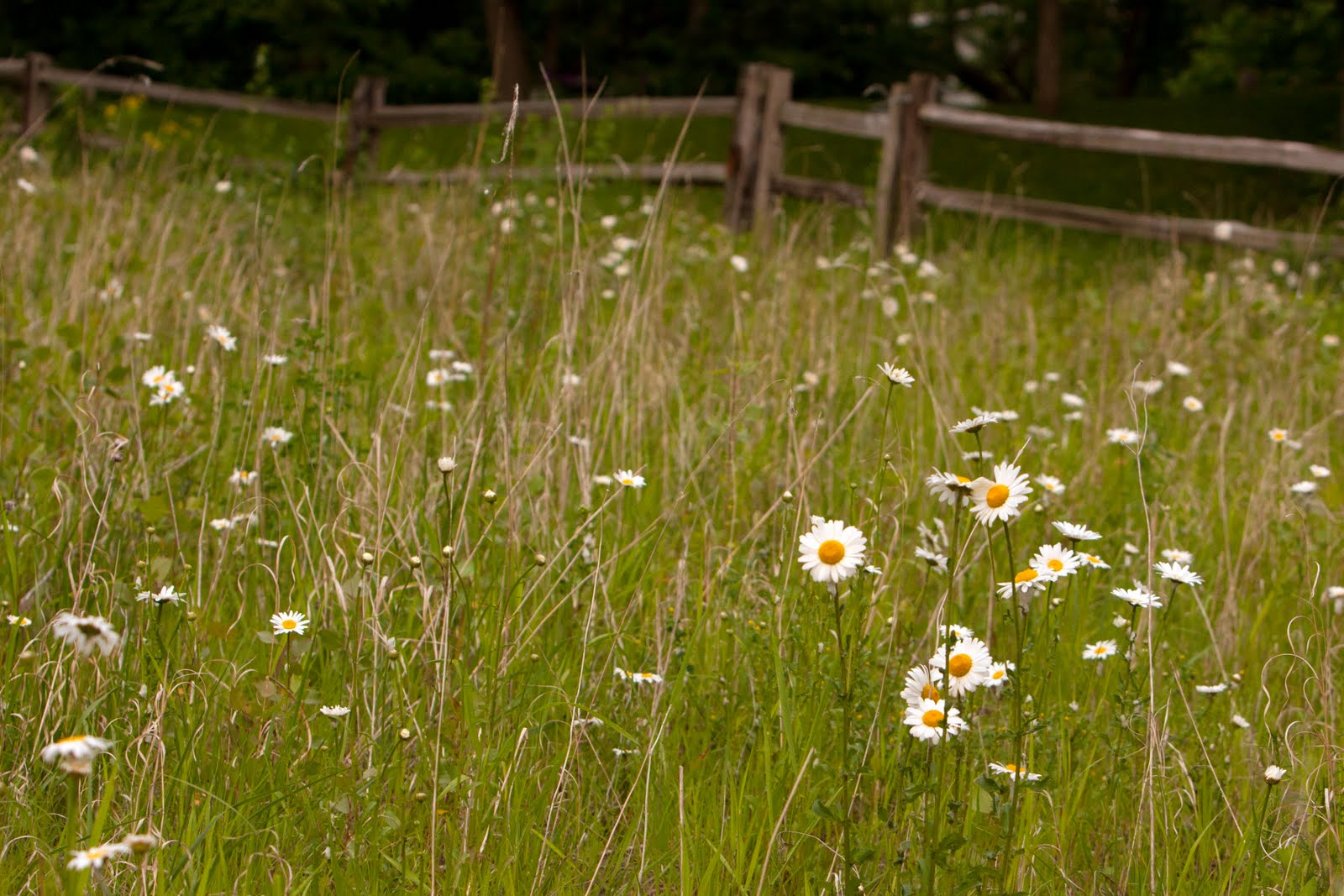Chasing the Light: Meadow Flowers