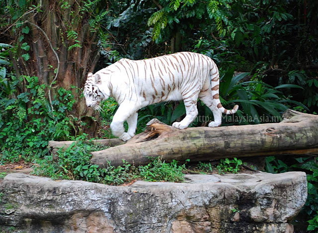 Picture of White Tiger