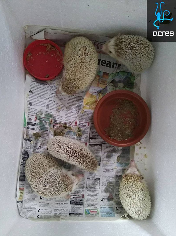 Cute But Illegal Hedgehogs Cruelly Abandoned At HDB Refuse And Nature