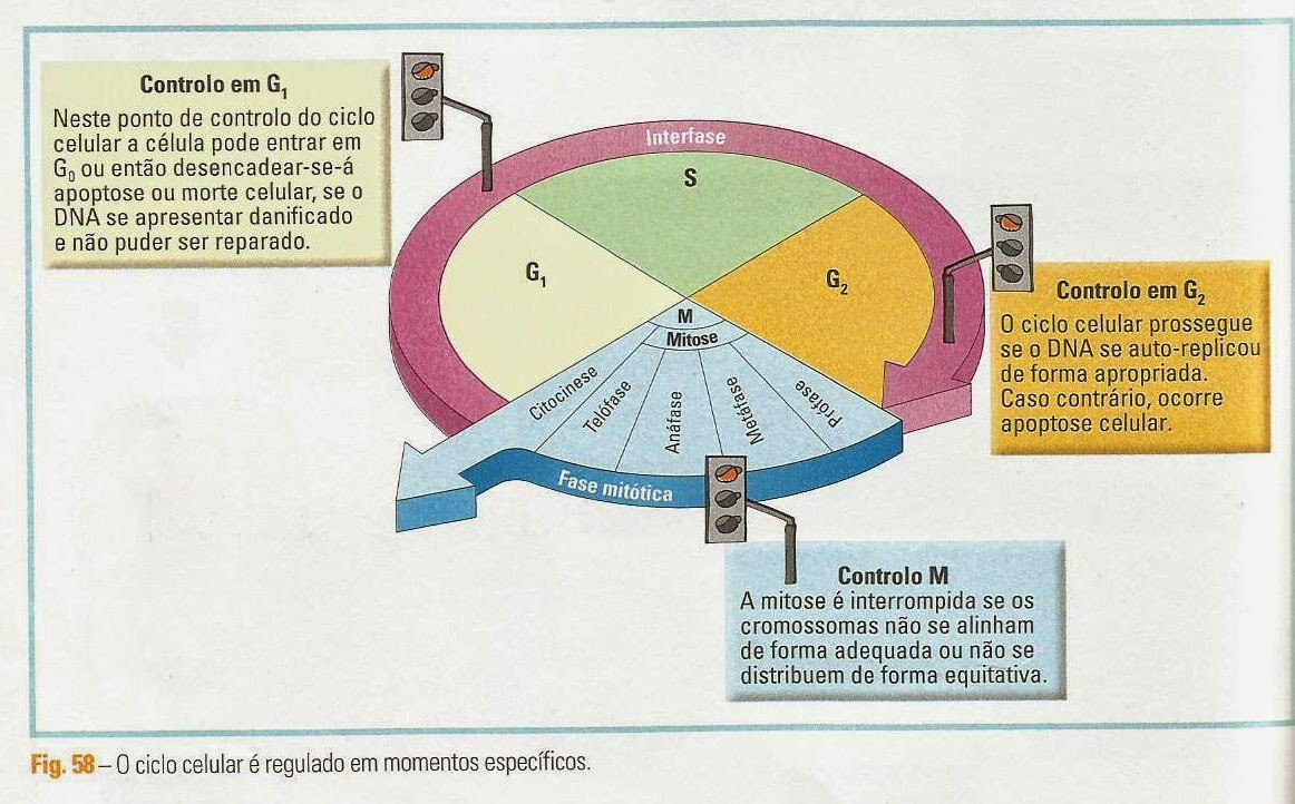 BIOGEOZARCO: O Controle do Ciclo Celular e a Oncogénese