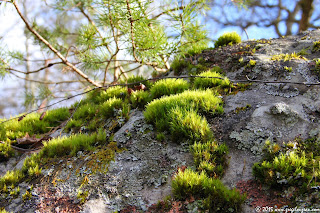 Lichens de genre Caldonia associés à des mousses en fructification, Forêt de Fontainebleau