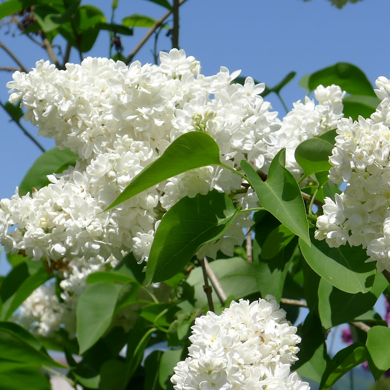 Good Life Northwest: A PHOTO TOUR OF THE HULDA KLAGER LILAC GARDENS
