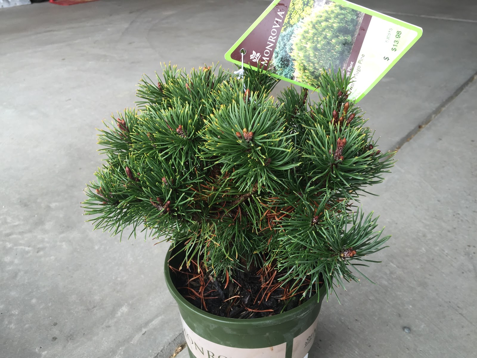 Pinus Mugo Dwarf Mountain Pine Care And Cultivation Travaldo S