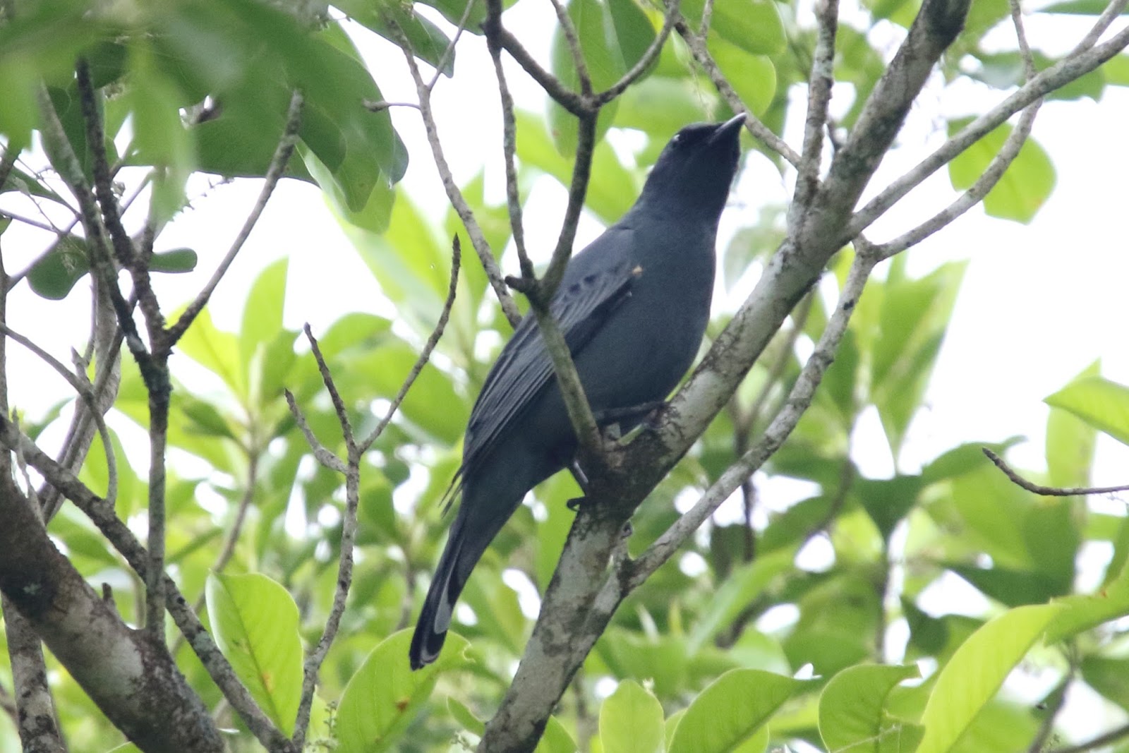 ‘Coracina’ tenuirostris Variety of Life