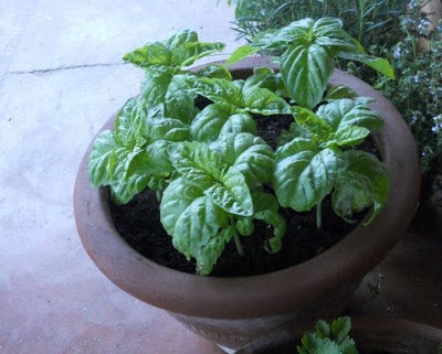 pesto di basilico napoletano