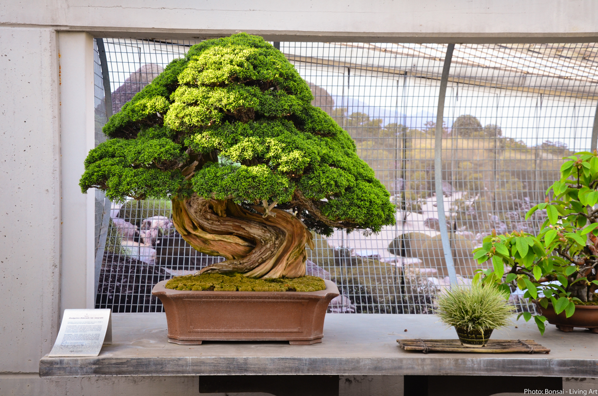 Bonsai Living Art Crespi Bonsai