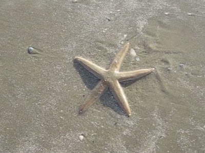 Dalam postingan kali ini saya akan membangikan tentang bintang Sekilas Tentang Bintang Laut
