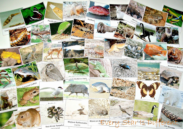 50 North America Animal Cards (free printable)