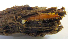 Xylophagus fly larva, host of Ophiocrodyceps variabilis