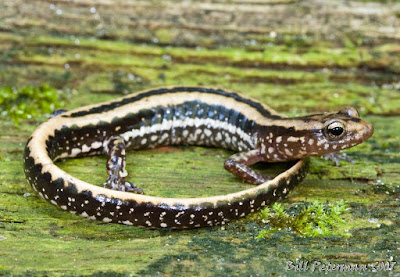 Three lined Salamander