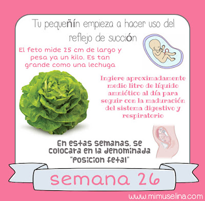 Semana 26 embarazo. Tamaño y evolución del bebé @mimuselina