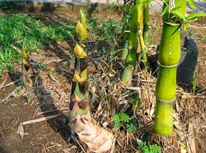 Jenis rebung bambu rasanya paling enak untuk sayur adalah