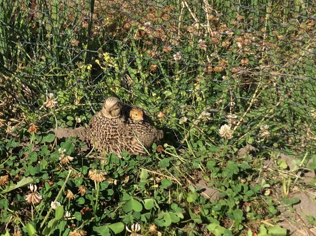 Goldie and her chick Buzz