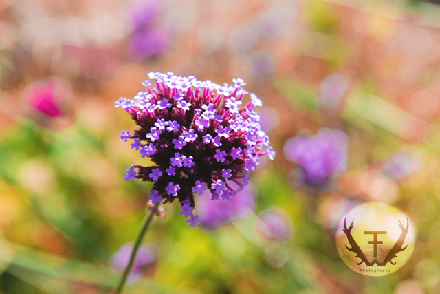 Blume, Flower, Macro, Violett, Hydepark