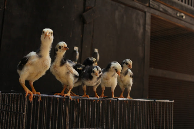 Hobi Ayam Tangkas kiat mengetahui jenis kelamin anak ayam
