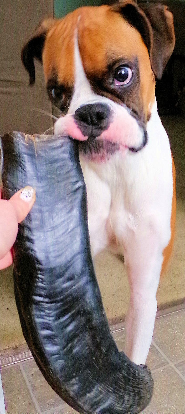 Dog Madness ONLY NATURAL PET BUFFALO HORN DOG CHEWS