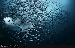 underwater posted ocean fish beauty stunning amazing gallary under