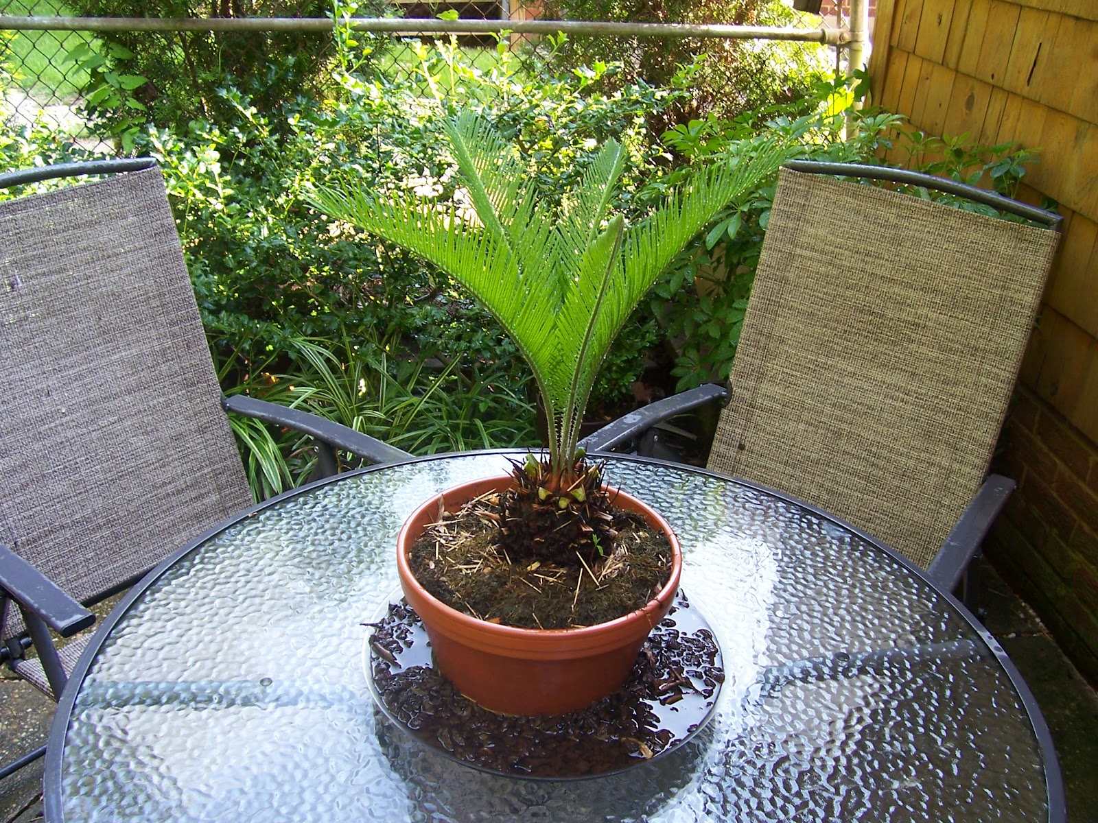 HOME FOOD GARDEN Time to Trim the Sago Palm