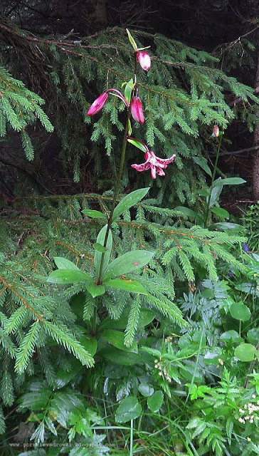 Lilia złotogłów (Lilium martagon L.)