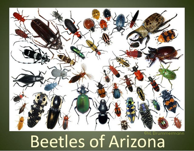 Arizona Beetles, Bugs, Birds and more Arizona Beetles