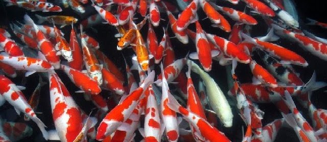 Tips Pembesaran Ikan Koi Cepat Besar yang Tak Terduga secara Alami