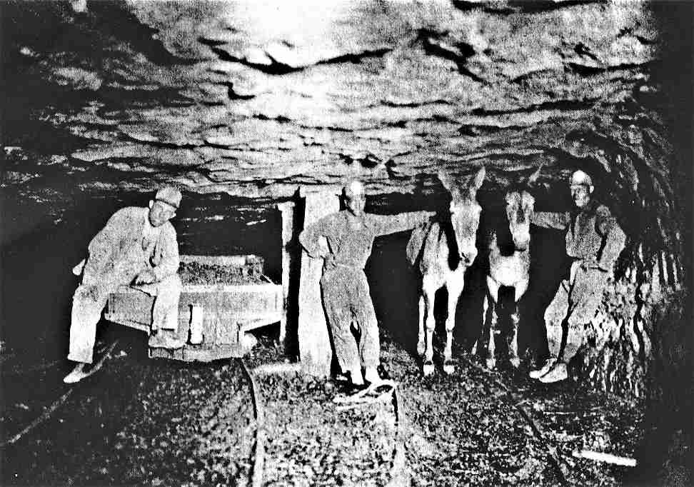 The Adventures Of The Tank What Is A Pit Pony the-adventures-of-the-tank-what-is-a-pit-pony