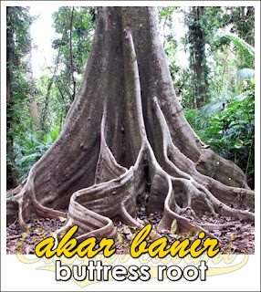 akar banir buttress roots