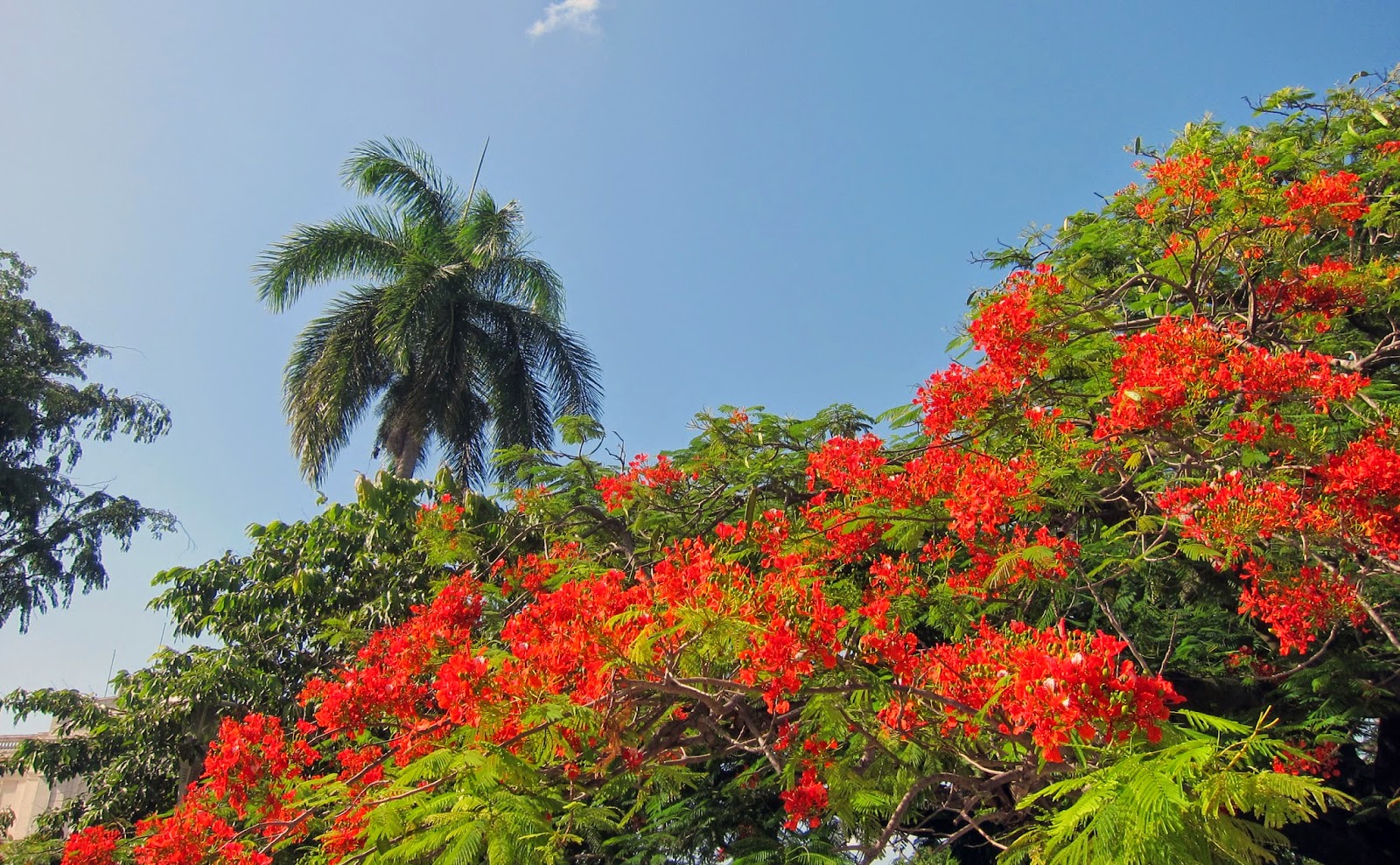 view from the thirteenth floor recapitulating cuba the flora