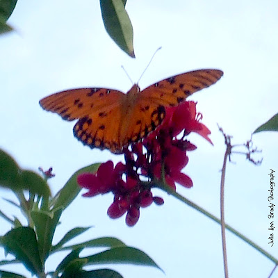 Gulf Fritillary Butterfly - Discovery Gardens Gulf Fritillary Butterfly - Discovery Gardens