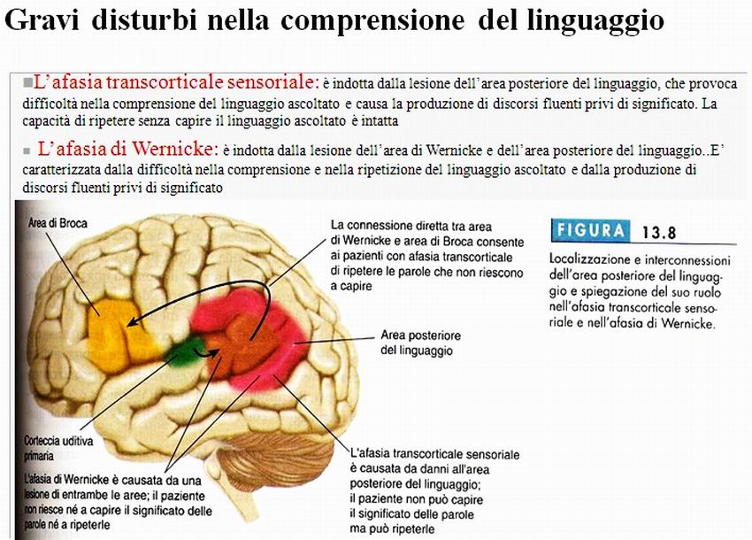 NUOVA DIDATTICA La grammatica è innata