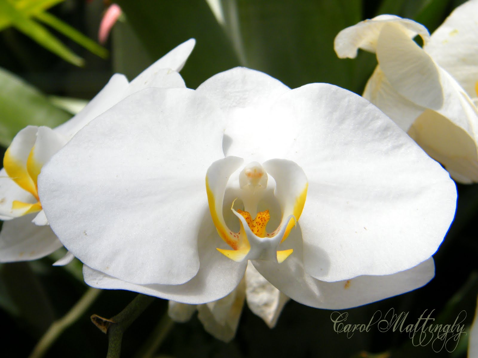 Carol Mattingly Photography White Orchid!